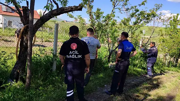 Kaçan kurbanlık dana yakalandı