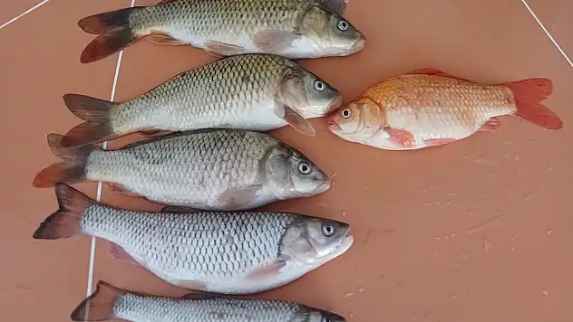 Altın balığı' tuttum diye sevindi, oltadan sazan balığı çıktı