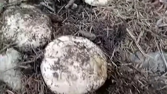 Andıran dağlarında mantar bolluğu yaşanıyor!