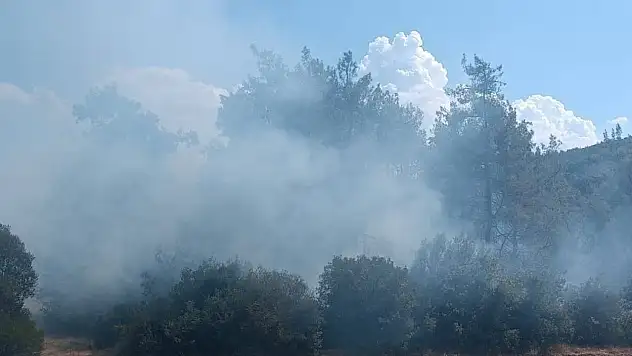 Kahramanmaraş'ta orman yangını çıktı!