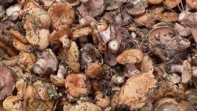 Kanlıca mantarı hasadı başladı