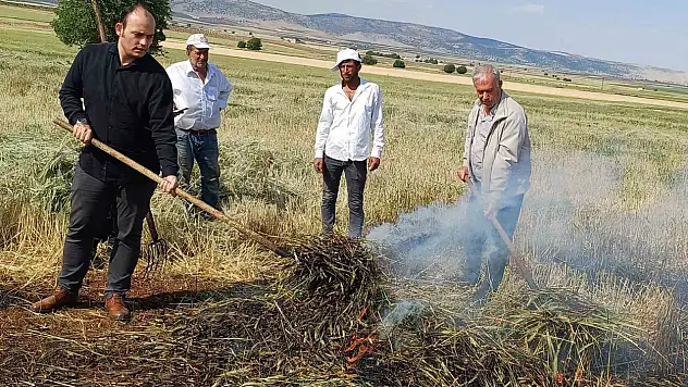 Gaziantep'te coğrafi işaretli lezzet: Firik ütümü başladı
