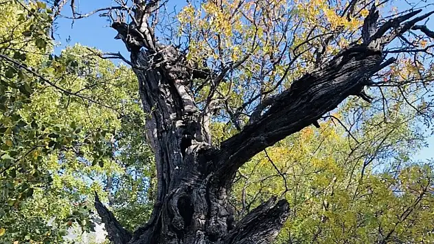 800 Yıllık Menengiç ağacı için tescil çalışması