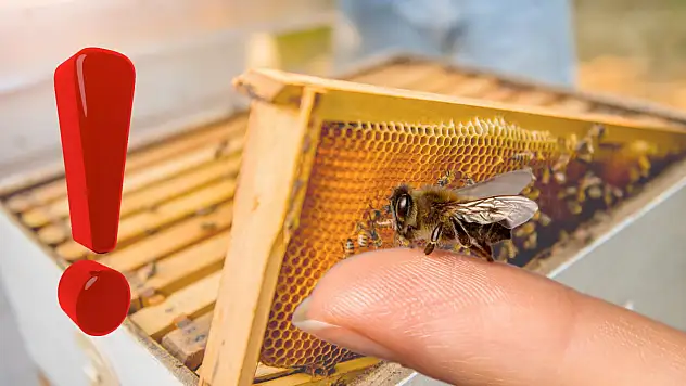 Arı sokması durumunda ne yapılmalı? Buz emmek hangi faydayı sağlıyor?