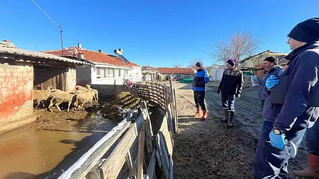 Aşı sırasında doğdu: Yeni kuzu sevindirdi