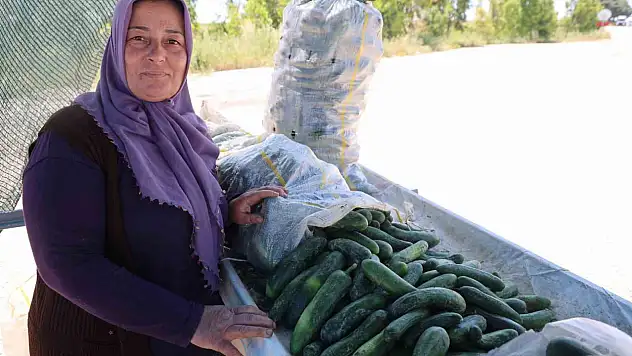 Karaköy salatalığı hasadı başladı