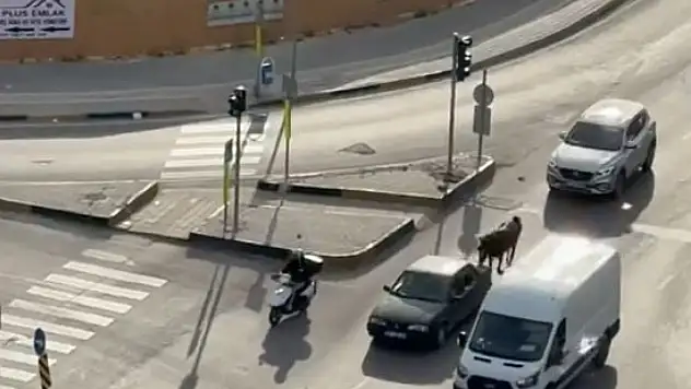 Adana'da vicdanları sızlatan görüntü: Atı aracına bağlayıp trafiğe çıktı!