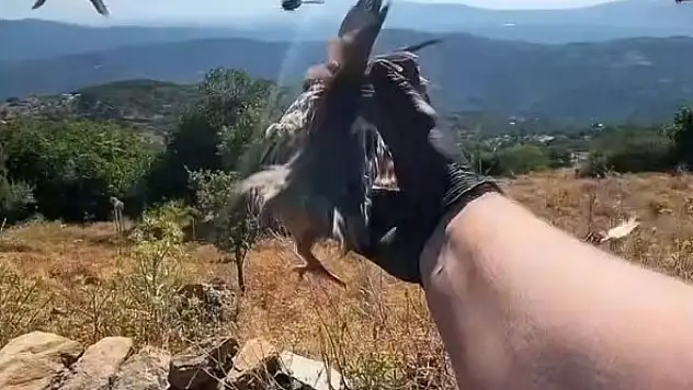 Aydın'da yaban hayatına destek: Kınalı keklikler doğayla buluşturuldu