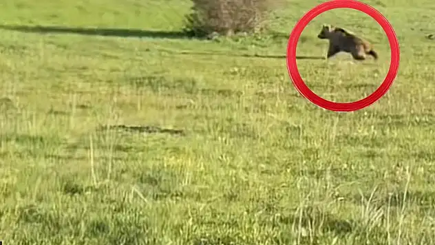 Ayı görüldü: Kayseri karıştı