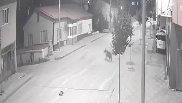 Ayılar Sivas'ta bir ilçeyi mesken tuttu!
