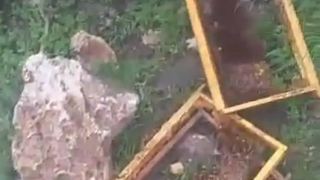 Ayıların bal baskını: Kayseri'de 30 kovan parçalandı