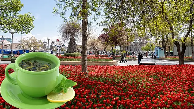 Bahar çayı nedir? Faydaları nelerdir?