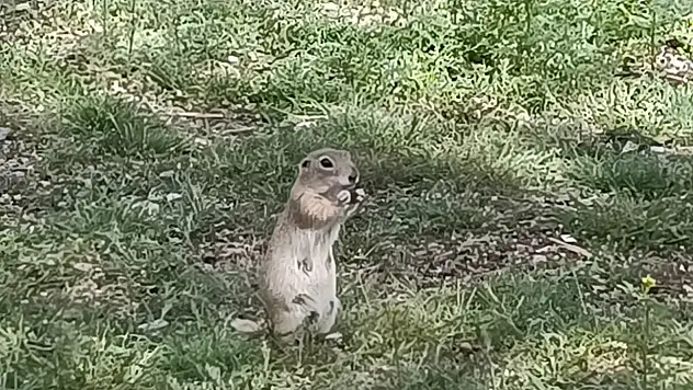 Baharın gelişiyle, gelengiler yüzünü gösterdi!