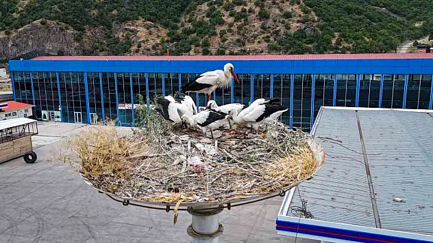 Baharın habercisi leylekler göç yolculuğuna hazırlanıyor