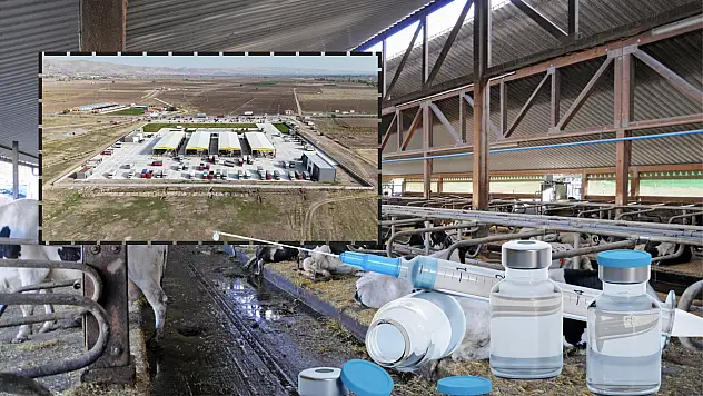 Bakanlık duyurdu: 24 ilde hayvan pazarları yeniden faaliyete geçti ! Kayseri'de açılacak mı?