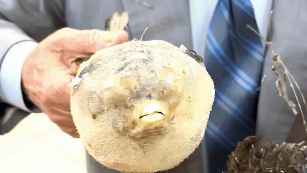 Balon balığı Marmara Denizi'nde de görülmeye başladı
