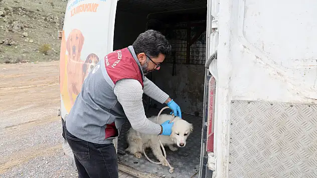 Barınak değil yaşam merkezi: Talas Pati Evi'nden 10 bin patiye umut!