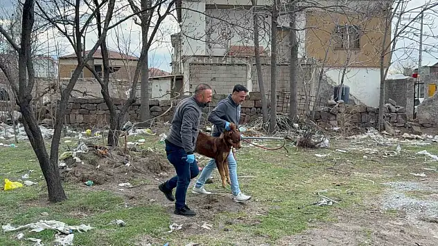 Kayseri'de başıboş köpek küçük çocuğa saldırdı: 3 yaşındaki çocuk ağır yaralandı