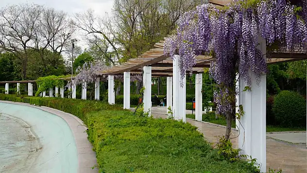 Baharın gelmesiyle sümbüller Gençlik Parkı'nı renklendirdi