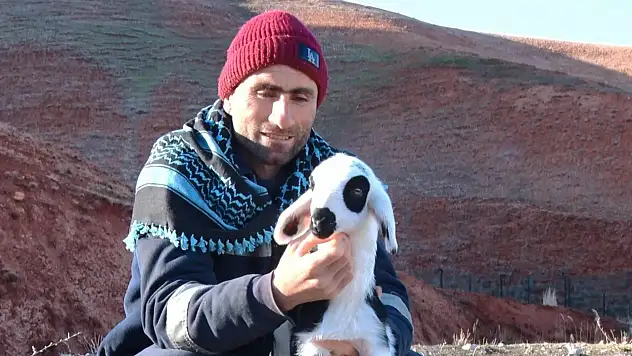 Başkent'te kuzuların anneleriyle buluşma anı gülümsetti