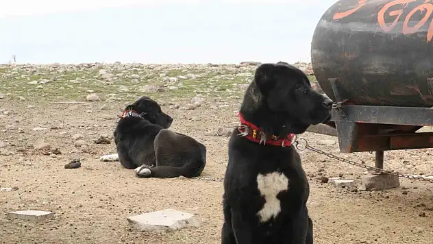 Başkentin siyah bekçileri: Haymana Karası ilgileri üzerine çekiyor