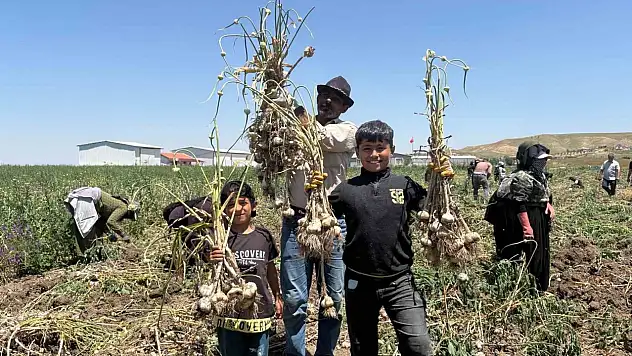 Deneme ekimiyle başladı, yüzlerce tonluk üretime ulaştı