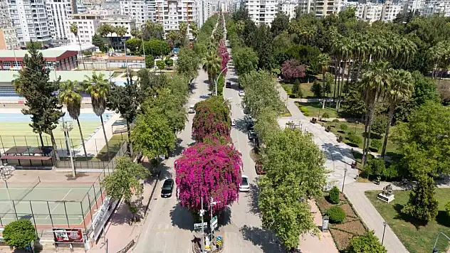 Adana'da Begonvil Coşkusu: Baharla Birlikte Şehir Rengarenk Oldu