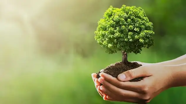 Beş adımda nasıl fidan sahiplenirsin? 'Yeşil Vatan Seferberliği' başladı!