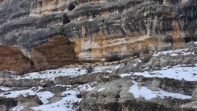 Bin 600 rakımda sürülerin yolculuğu