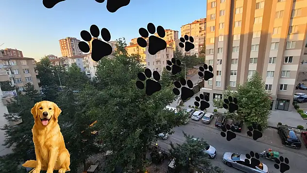 Bölgenin en büyük mama alımı Kayseri'de... 30 ton alınacak