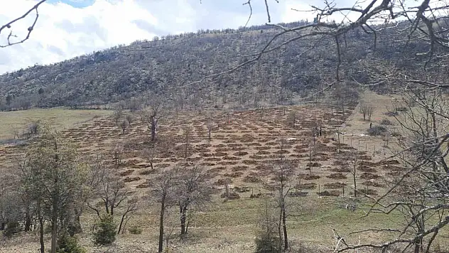 Dedi bölgesi yeşilleniyor: 13 dönümlük alan ağaçlandırılmaya hazır!