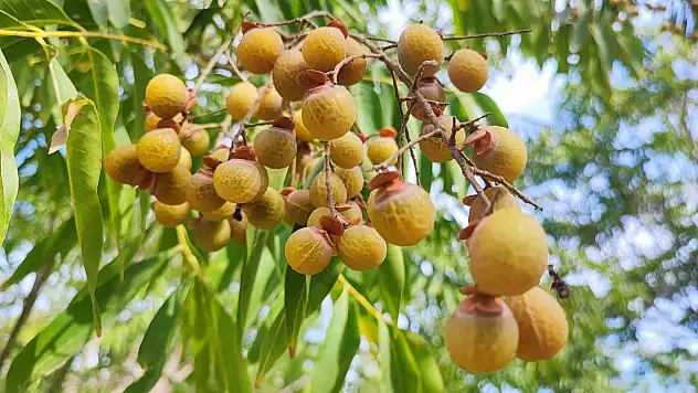 Adana'da sabun cevizi üretimine başlandı