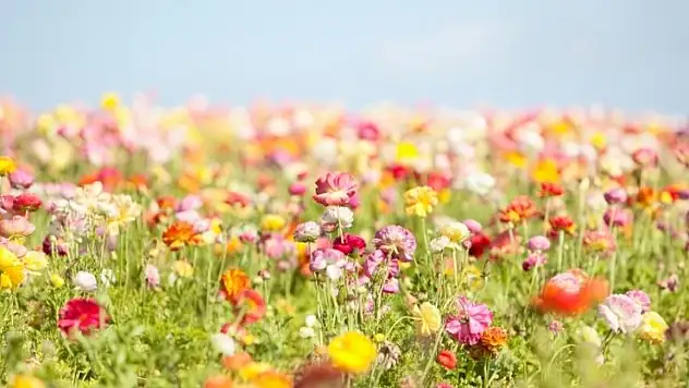 Bu çiçek sadece Kayseri'de yetişiyor! Koparmanın bedeli 109 bin 500 TL