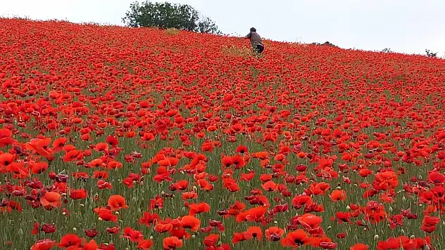 Bu manzara her zaman görülmüyor! Erciyes'in etekleri kırmızıya döndü