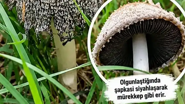 Bünyan'da sıra dışı bir mantar! Sıvıya dönüşüyor!