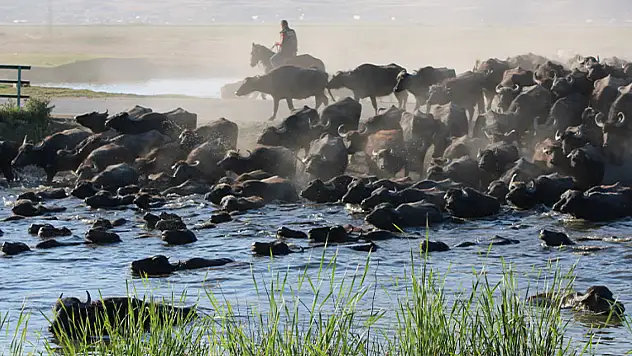 Burası Afrika değil Kayseri!