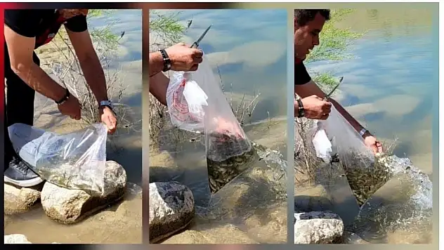 Göletlere yavru sazan bırakıldı