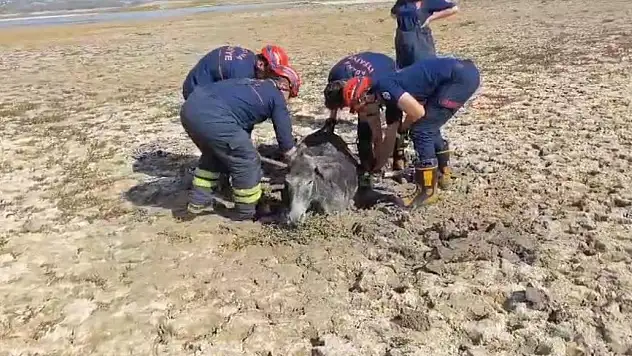 Eşek çamura saplandı