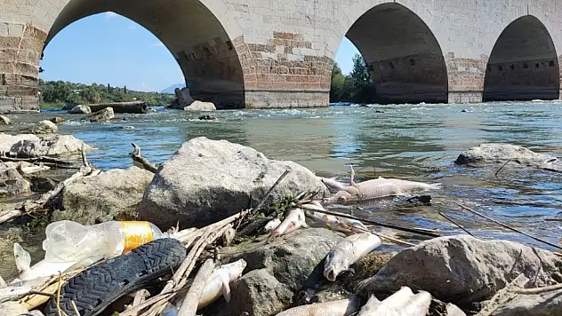 Ceyhan Nehri'ndeki balık ölümleri gizemini koruyor