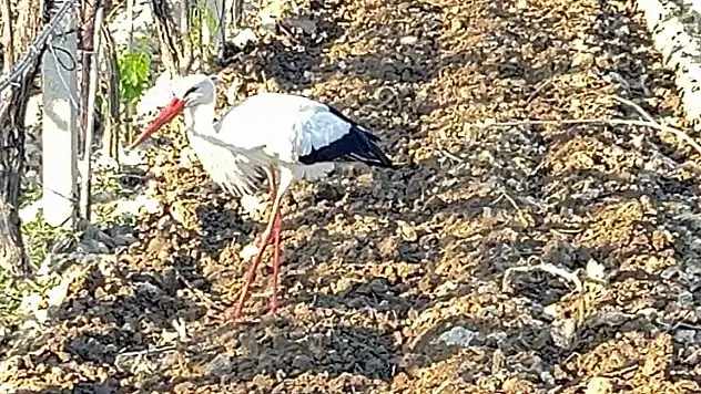 Üzüm bağı yeni yuvası oldu!
