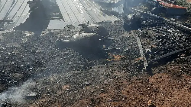 Çiftlik yangınında 250 küçükbaş hayvan telef oldu