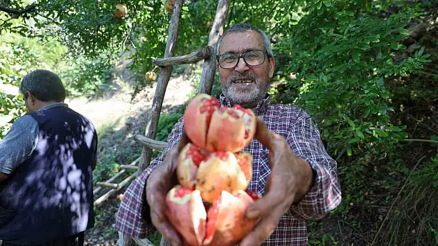Coğrafi işaretli Kuytucak narında hasat başladı: Kilosu 80 TL