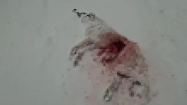 Aç kalan kurtlar kabus oldu