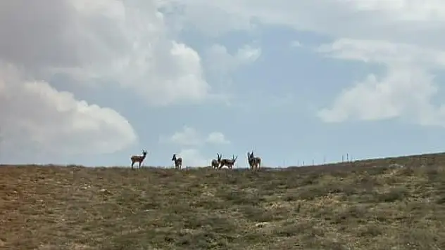 Dağ keçilerinden bozkır pozu