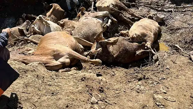 Köylülerin çabası yetmedi: 16 büyükbaş telef oldu!