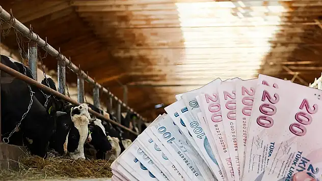 Destek ödemeleri hesaplara geçiyor: En yüksek payı kim aldı?