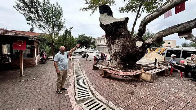 Asırlık ağaç mahalle halkının sembolü haline geldi!