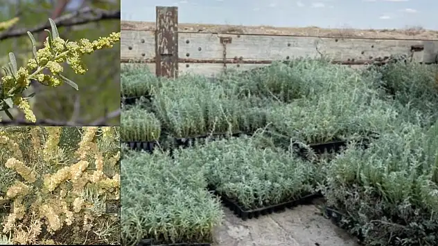 Develi'de çorak araziye ekildi: Hayvancılıkta dengeleri değiştirebilir