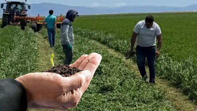 Develi'de mucize: Güçlü olmaz denileni başardı!