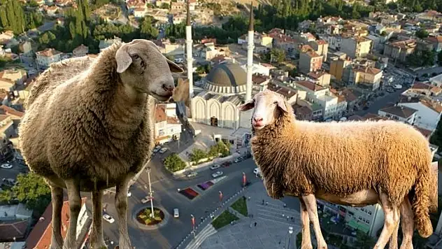 Develi'de toprak yutuyor! Kaybolan koyun gerçeği ortaya çıkardı